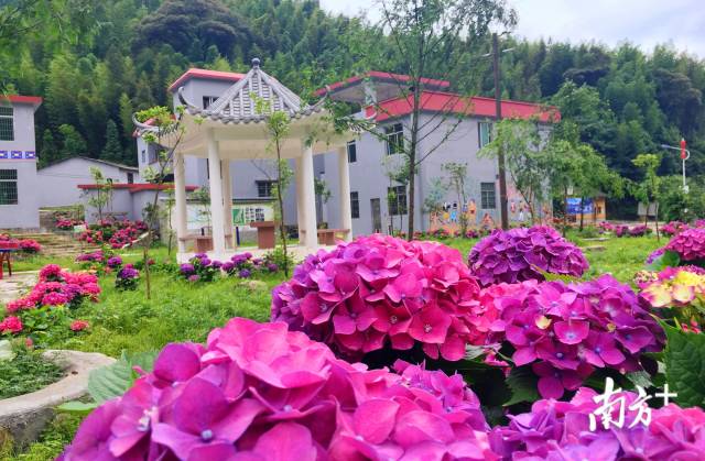 繡球花開。張萍 攝