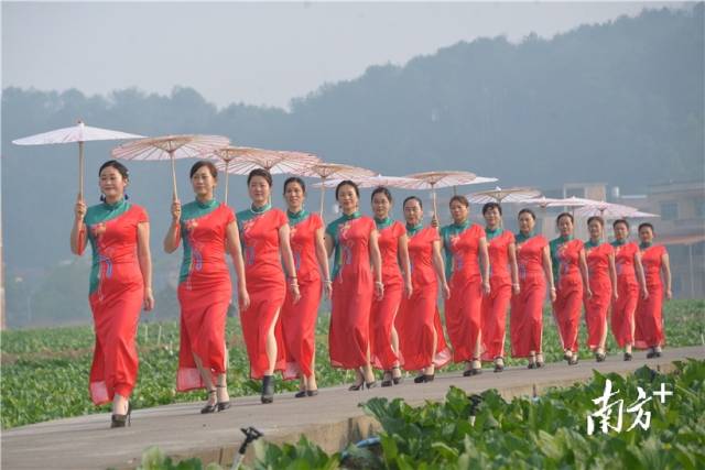 菜心旗袍秀。張曉欣 攝