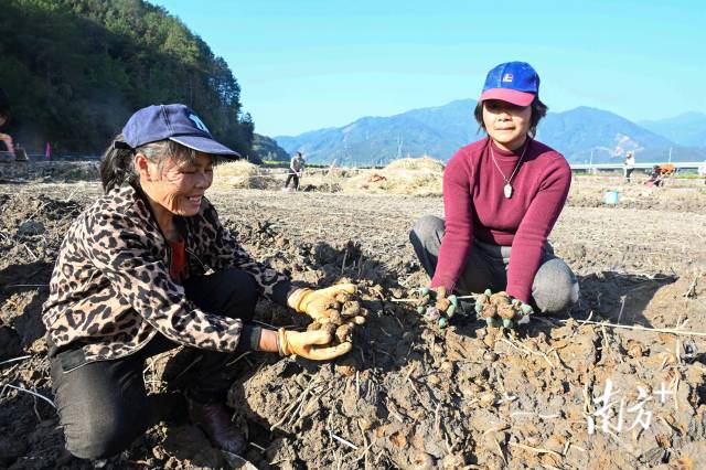 朱崗村水美塘馬蹄種植基地里，村民在采挖馬蹄。張曉欣 攝