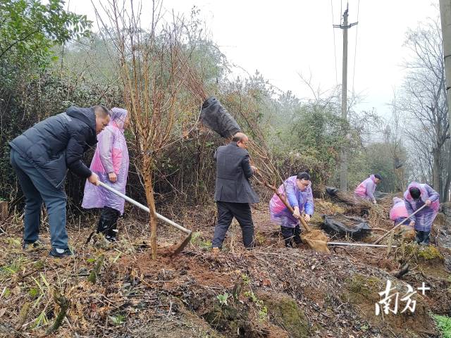 九陂鎮(zhèn)掀起全民義務植樹熱潮。