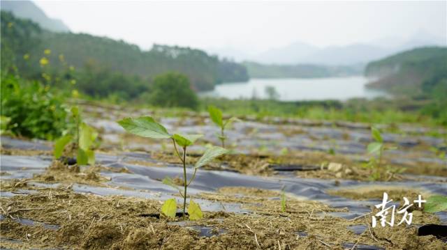 迎風(fēng)搖曳、綠意盎然的五指毛桃種苗。